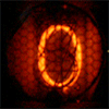 Avatar du membre